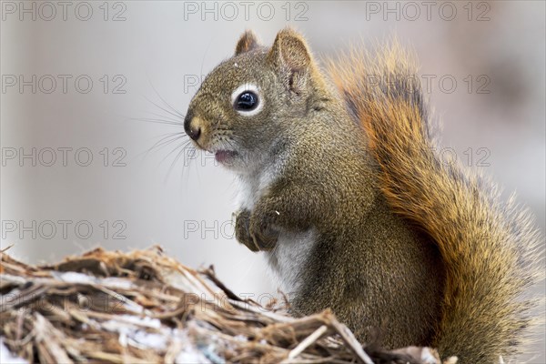 Red squirrel perched on a branch