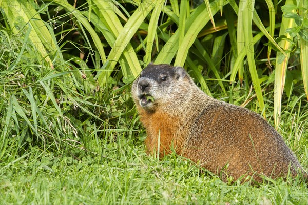 Groundhog feeding in a garden