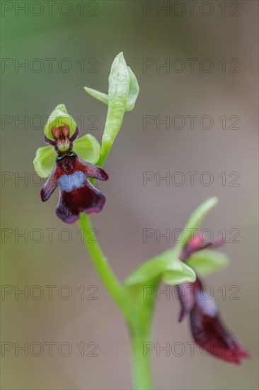 Fly orchid