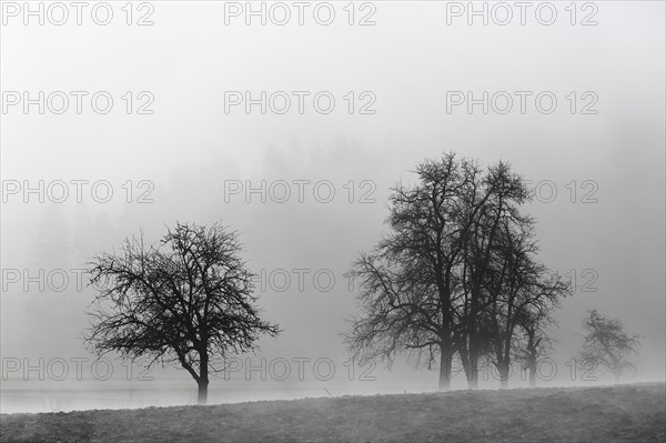 Fruit trees