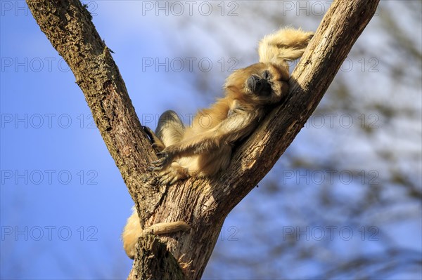 Black howling monkey