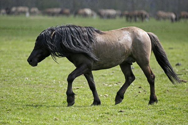 Wild Horse Duelmen