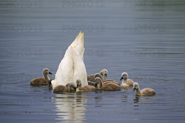 Mute swan