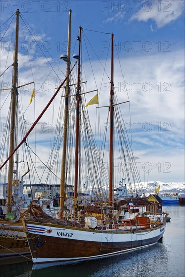 Old fishing boats are used for whale-watching