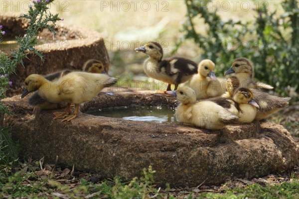 Ducklings at the trough