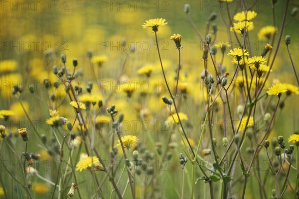 Rough hawksbeard