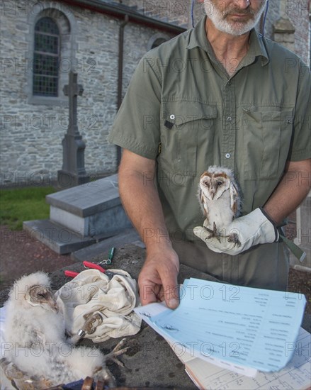 Barn owl