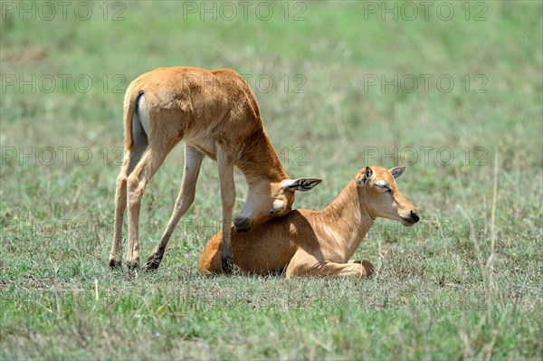 Topi calf wanting to play with another calf