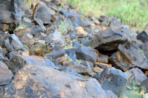 Cape hyrax