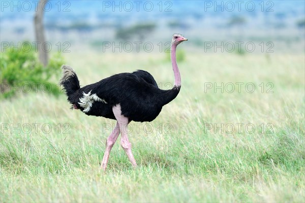 Male Masai ostrich walking