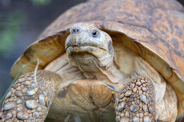 Leopard tortoise