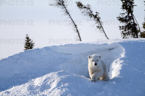 Polar bear