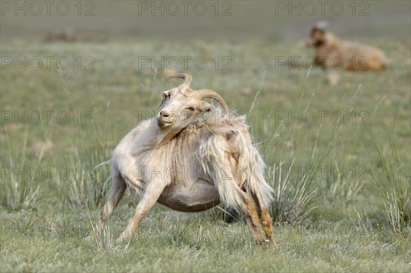 Cashmere goat