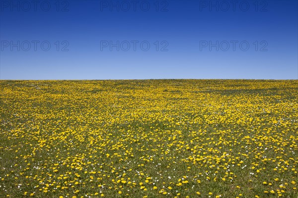 Meadow with Dandelion