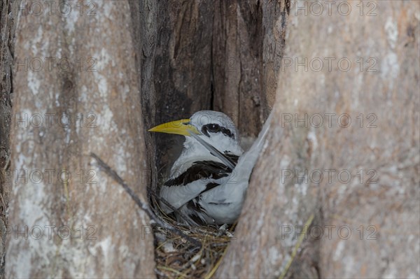 White-tailed tropicbird