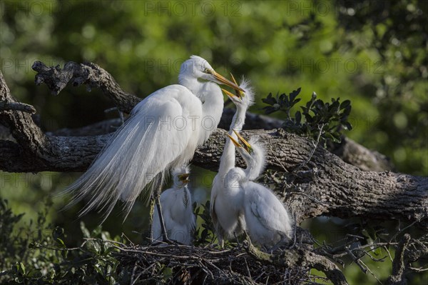 Great egret