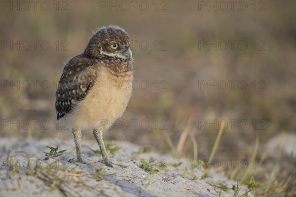 Burrowing owl