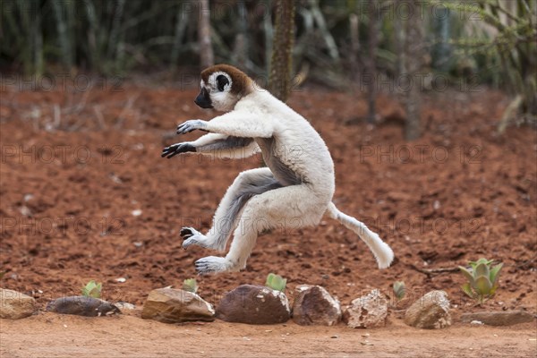 Verreaux's sifaka