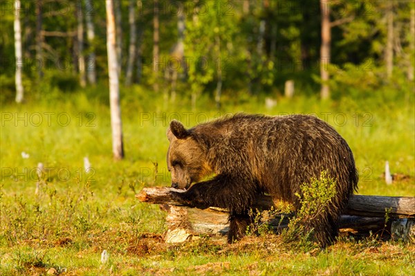 European Brown bear