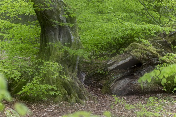 European hornbeam