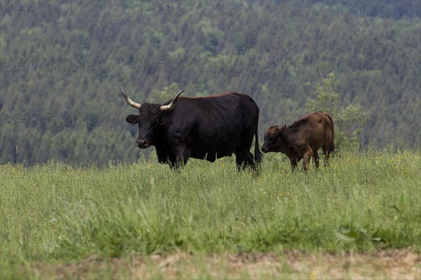 Aurochs