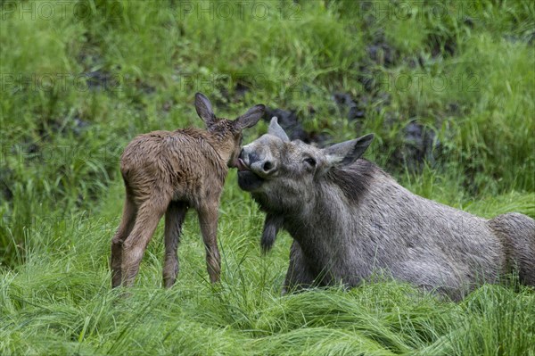 Elk