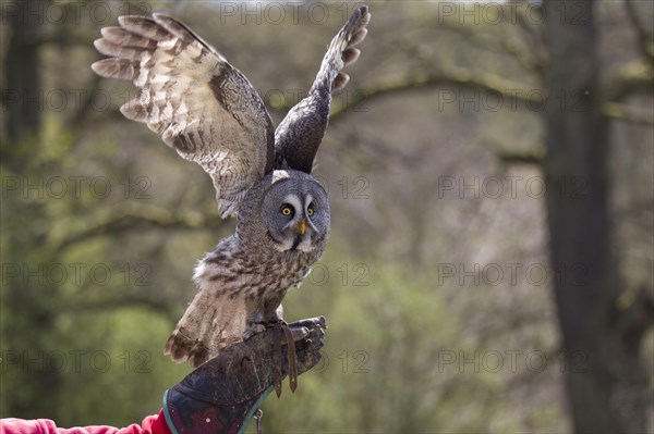 Tengmalm's Owl