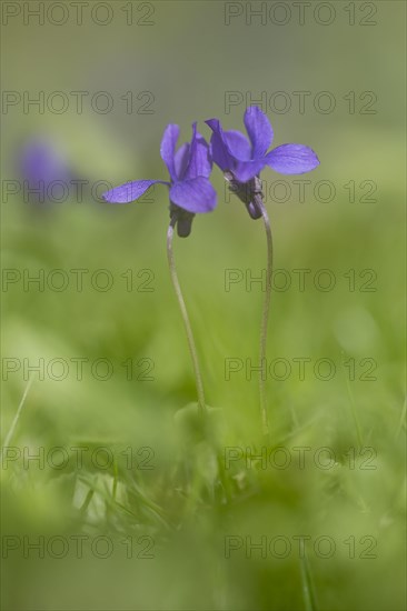 Earl Dog-Violet