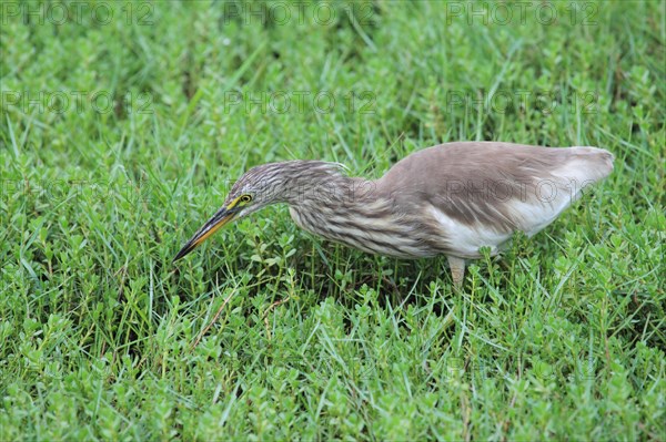 Chinese pond heron