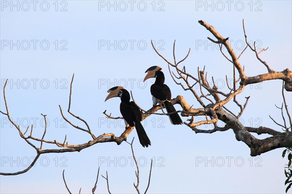 Malabar pied hornbill