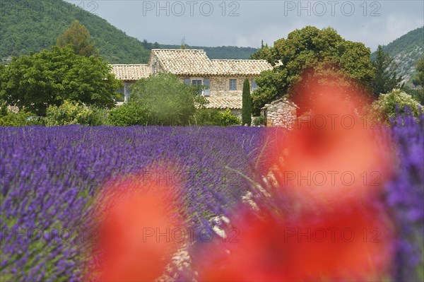 House in the lavender field near Banon