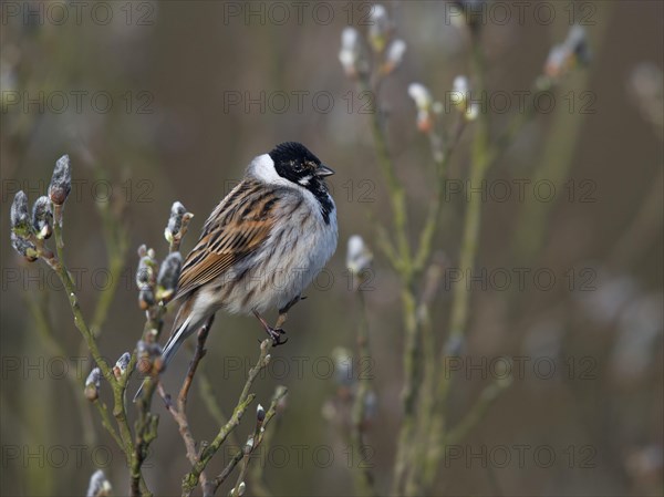 Reed bunting