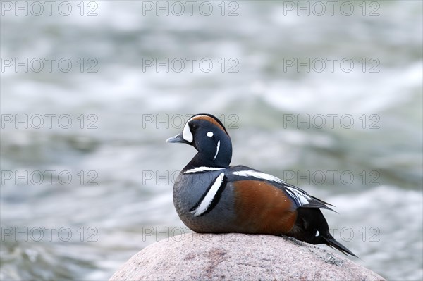 Harlequin duck