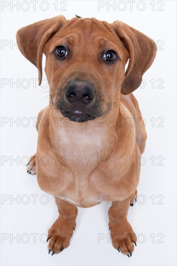 Rhodesian Ridgeback