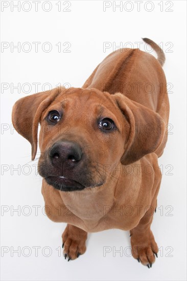 Rhodesian Ridgeback