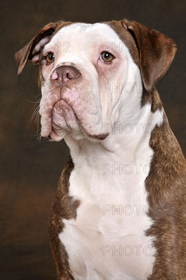 Olde English Bulldog