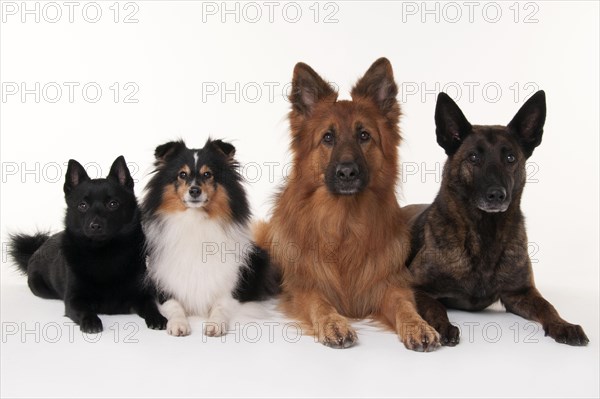 Schipperke