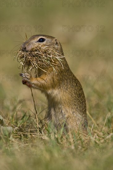 European ground squirrel