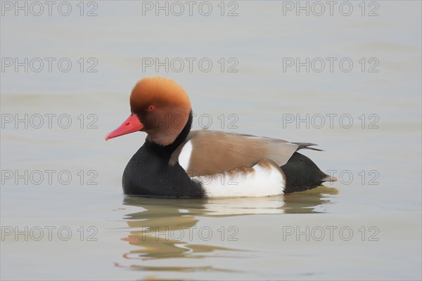 Red-crested pochard