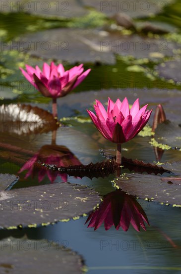 Water Lily