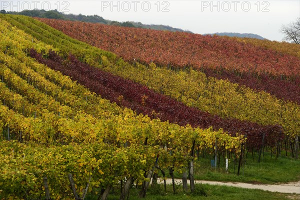 Vineyards