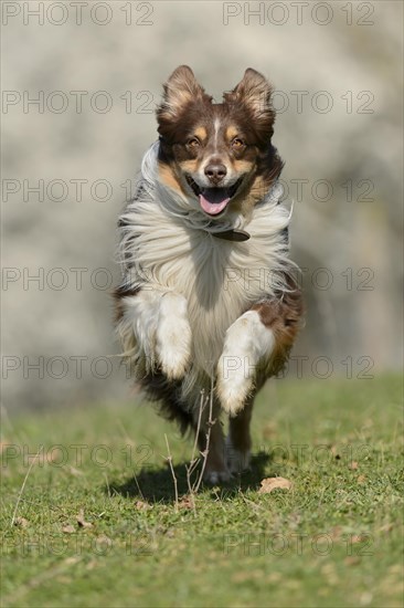 Australian Shepherd