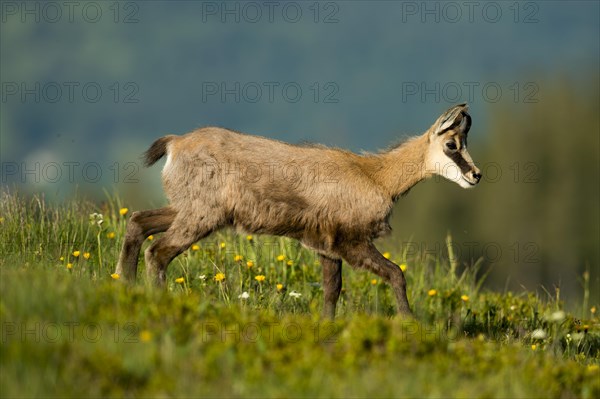 Chamois