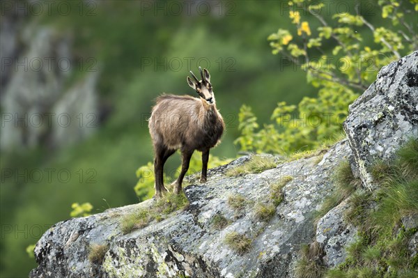 Chamois