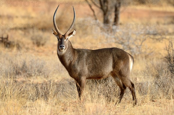 Male defassa waterbuck in grassland