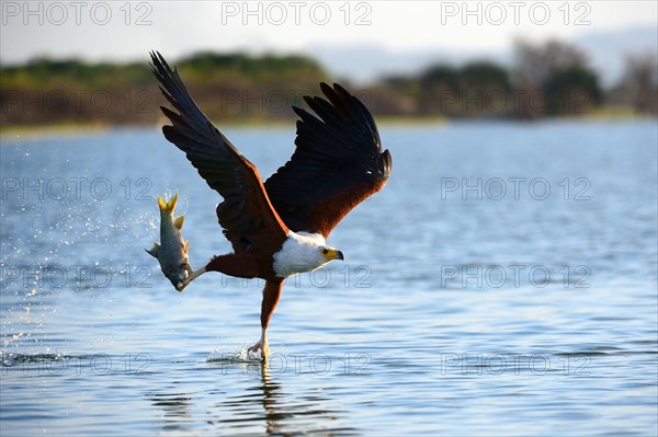 African fish eagle