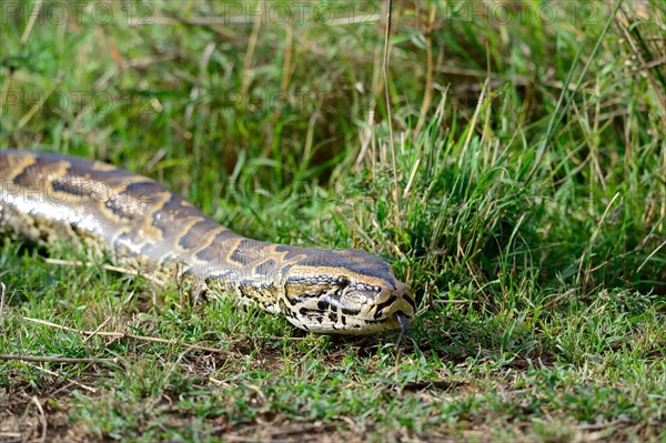 African rock python