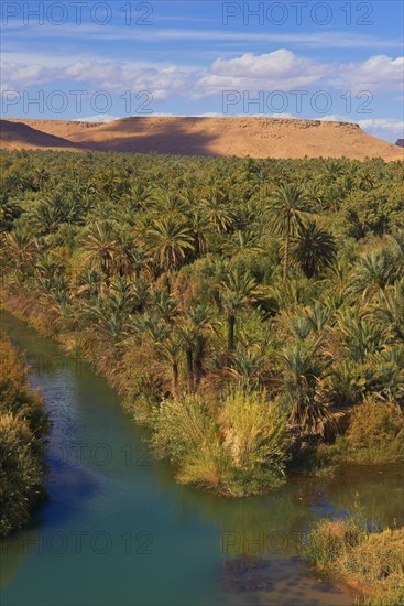 Tafilalet Oasis