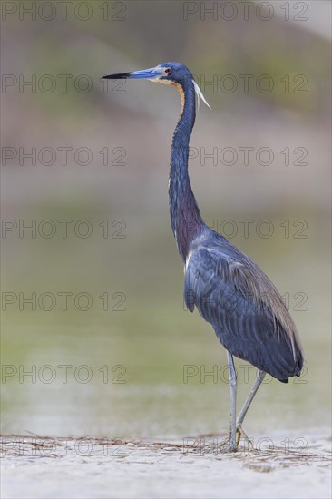 Tricolored heron