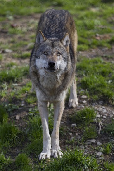 Gray wolf